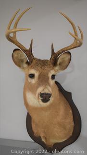 Great Wall Hanger - Whitetail Deer Shoulder Mount Deer Looking Slight Left 
